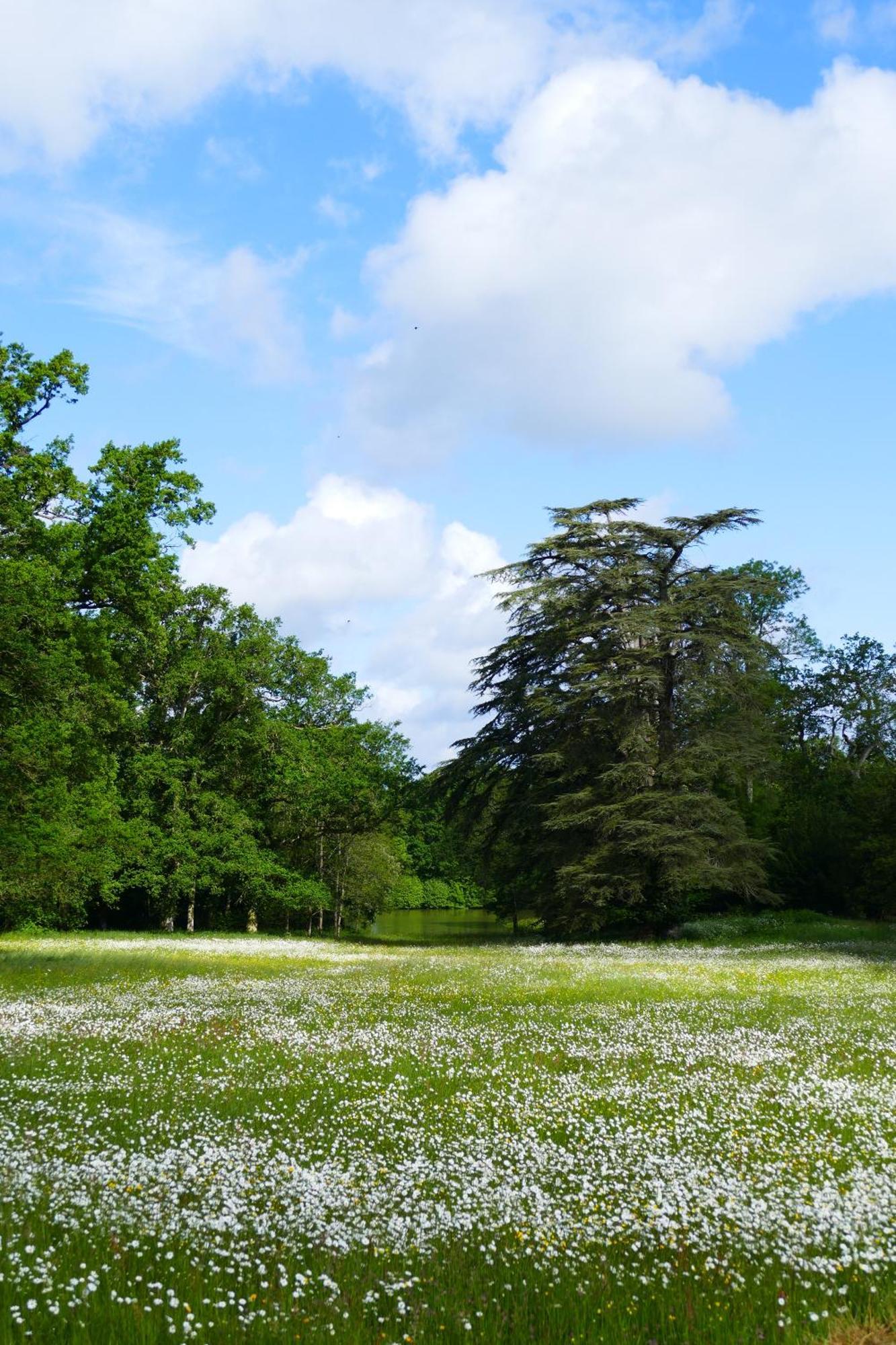 Château de la Jumellière Vila Exterior foto